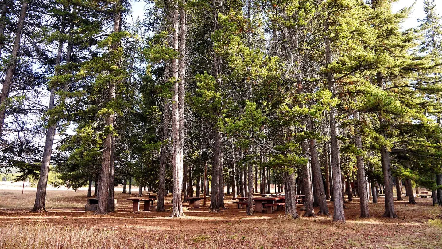 PINE ISLAND GROUP AREA campground in Wyoming