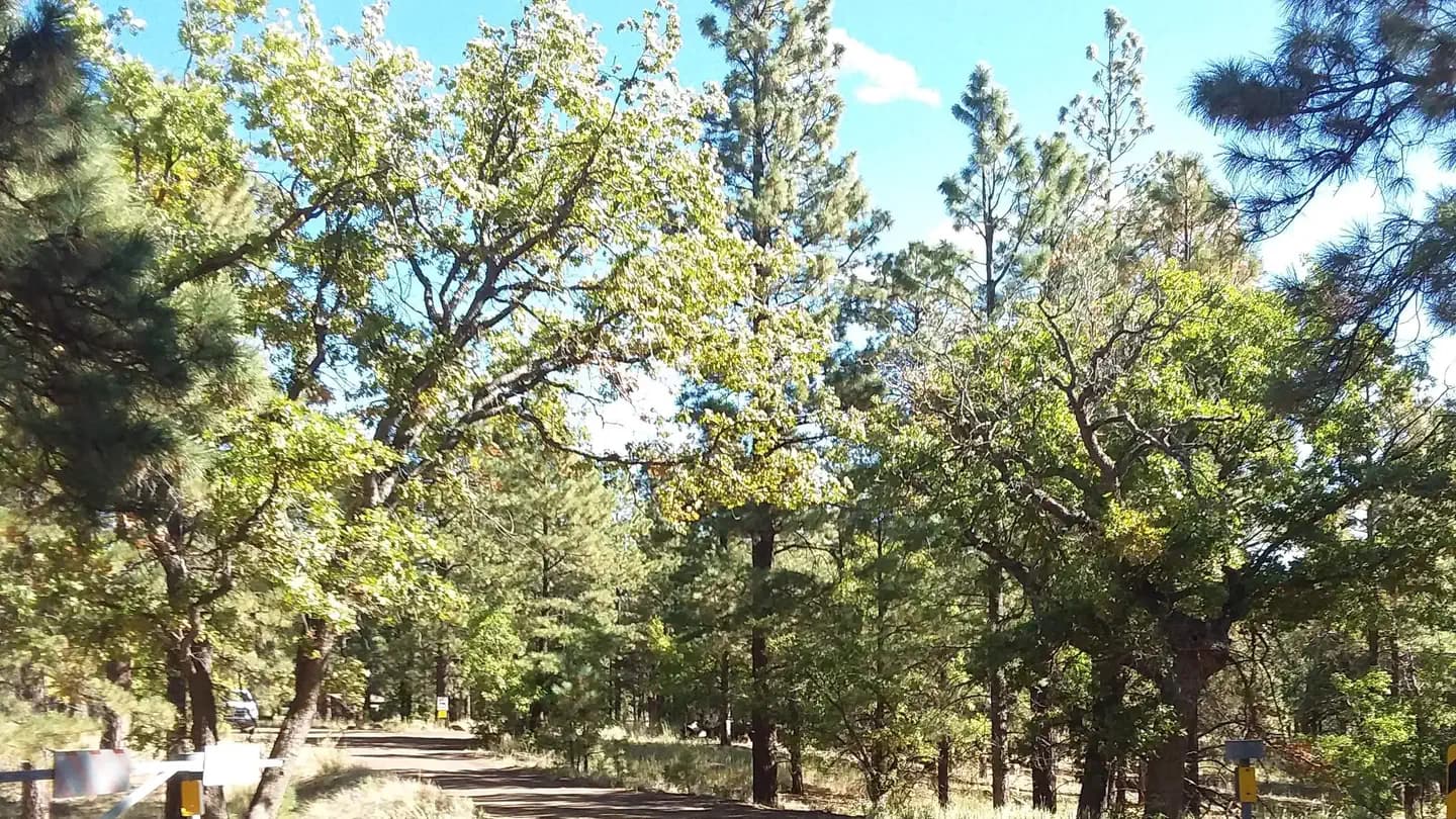 LITTLE ELDEN SPRINGS HORSECAMP campground in Arizona