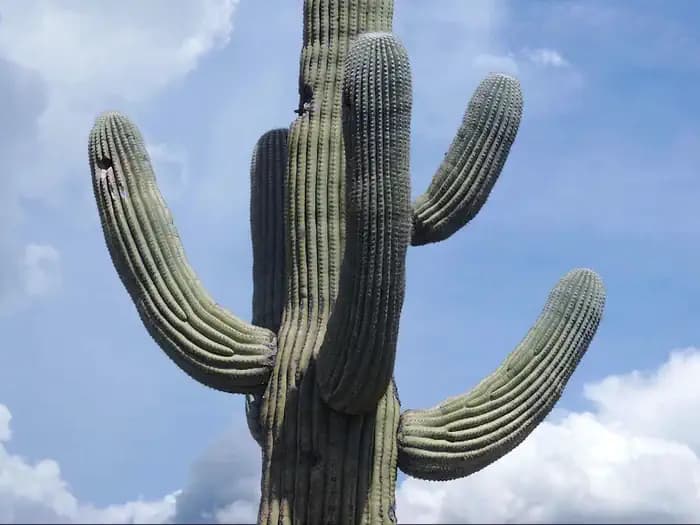 Saguaro National Park Wilderness Permits Campground in Arizona