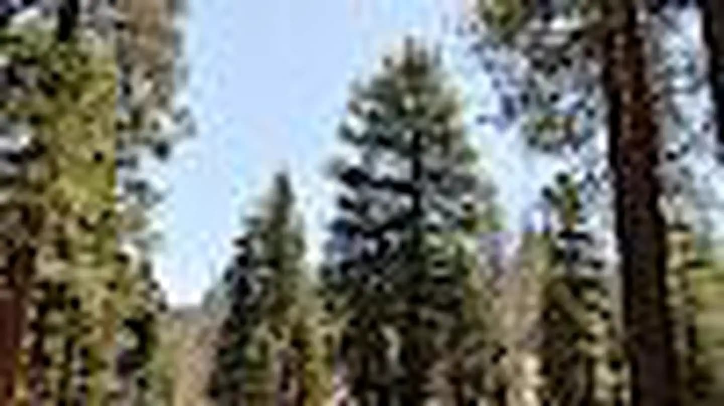 BUTTERCUP GROUP CAMP campground in California