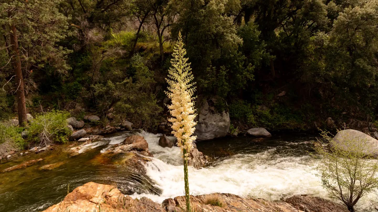 POTWISHA CAMPGROUND campground in California