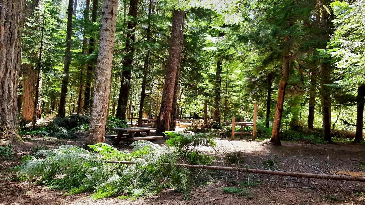 Lewis River Hc (Wa) Gifford Pinchot NF Campground in Washington