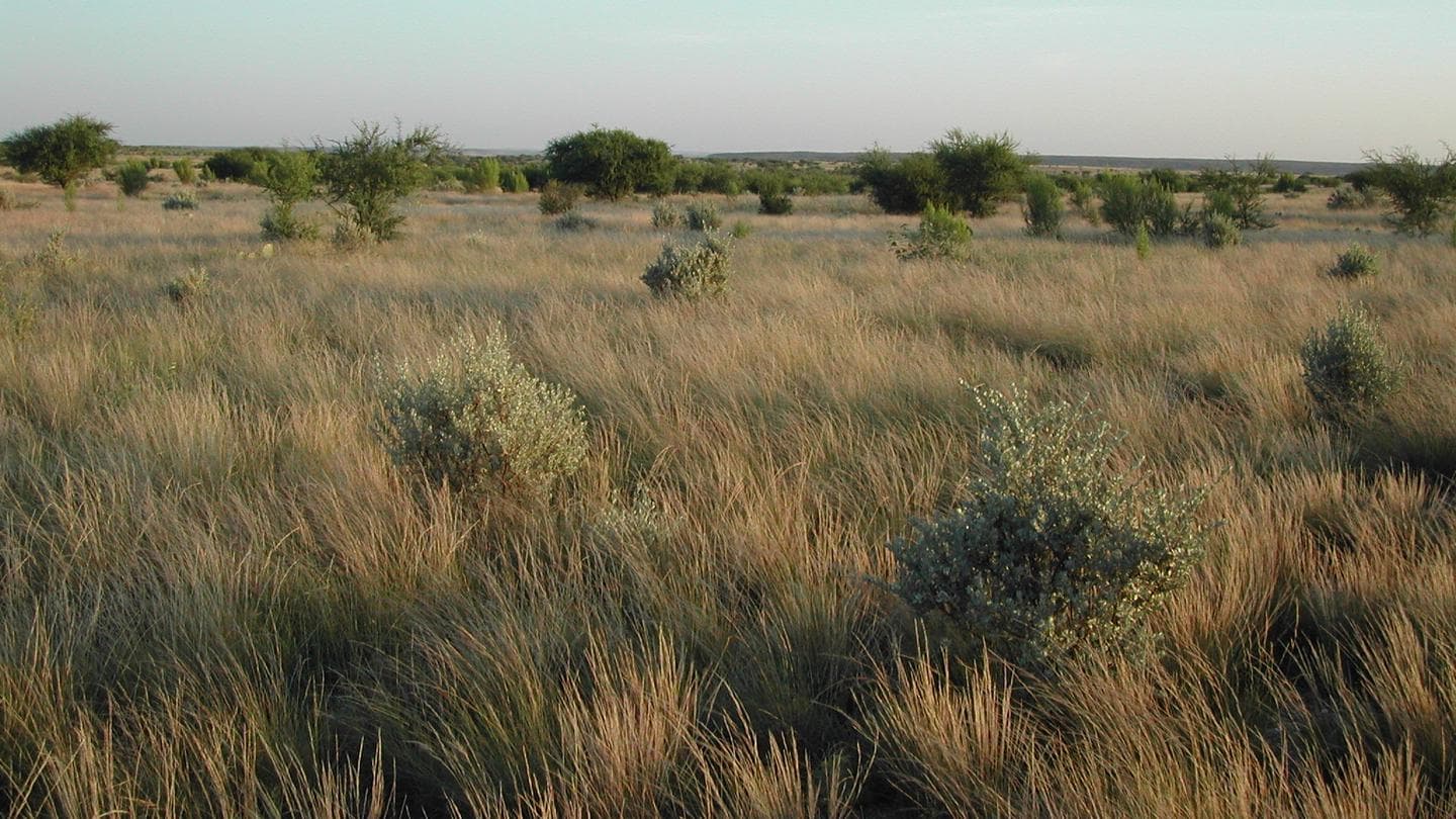 San Pedro Group Campground in Texas