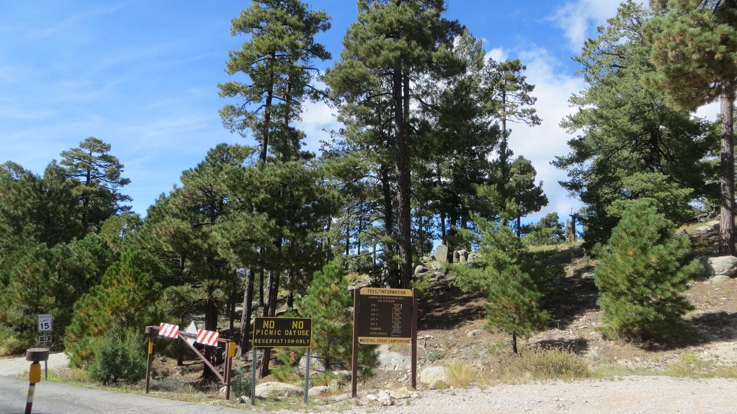 WHITETAIL CAMPGROUND campground in Arizona