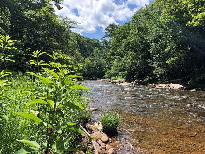 Williams River Campsites in West Virginia