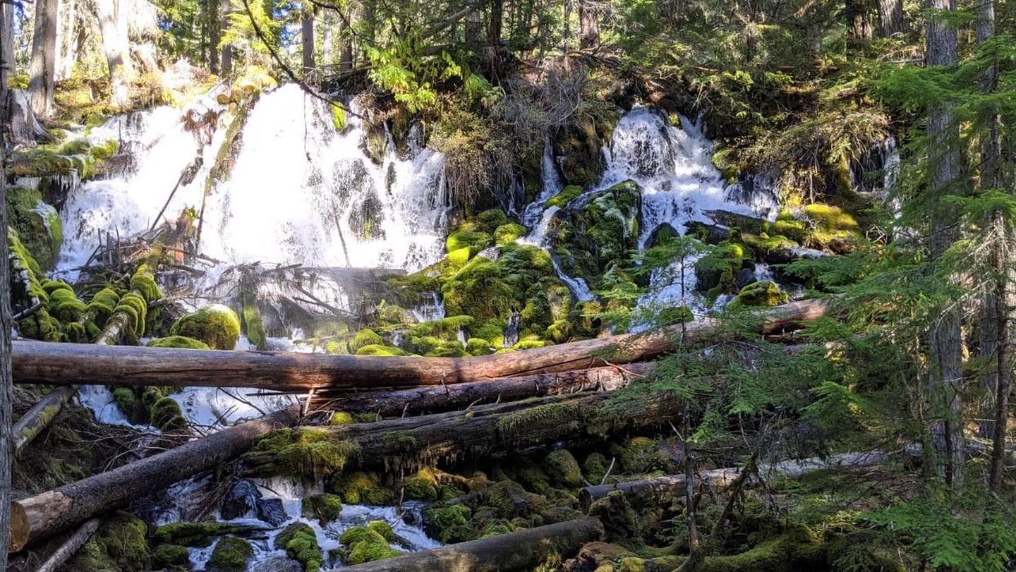 Clearwater Falls Campground in Oregon