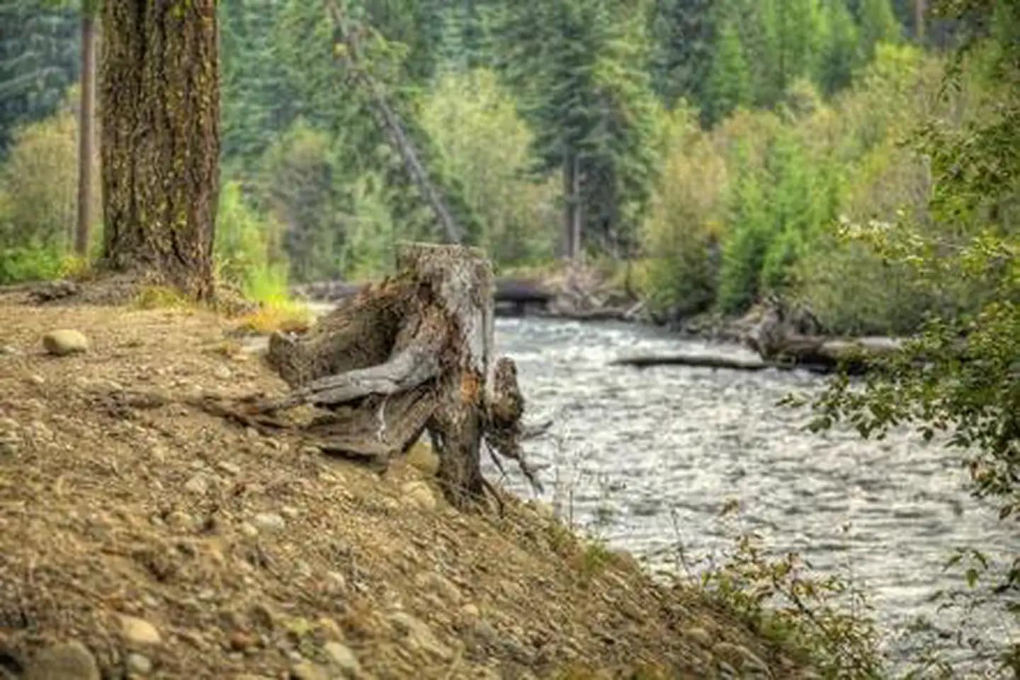 CEDAR SPRINGS CAMPGROUND (WA) campground in Washington