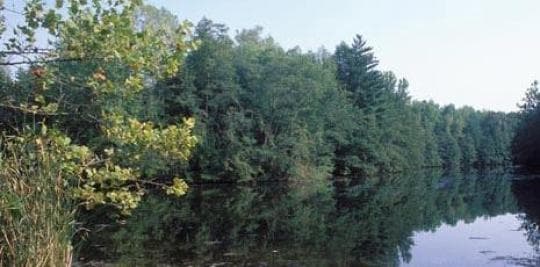 Greene-Sullivan State Forest Campground in Indiana
