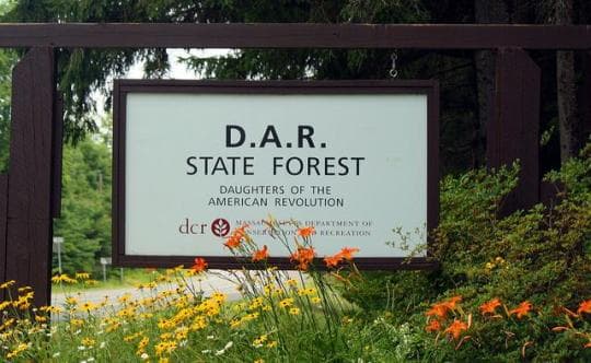 Dar State Forest Campground in Massachusetts