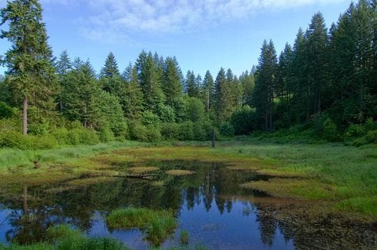 L.L. Stub Stewart Memorial State Park Campground in Oregon