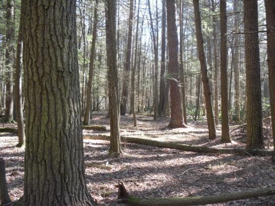 Rothrock State Forest Campground in Pennsylvania