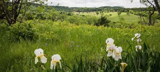 Cedar Hill State Park Campground in Texas