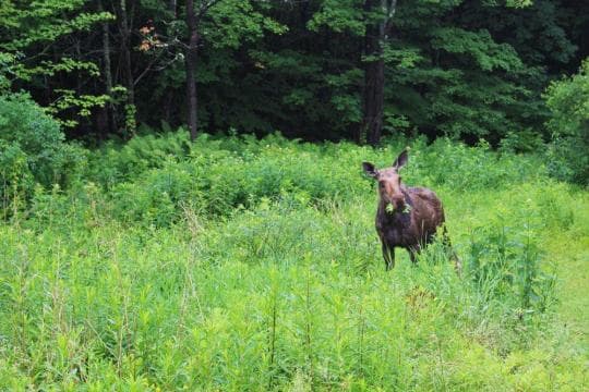 Smugglers Campground in Vermont