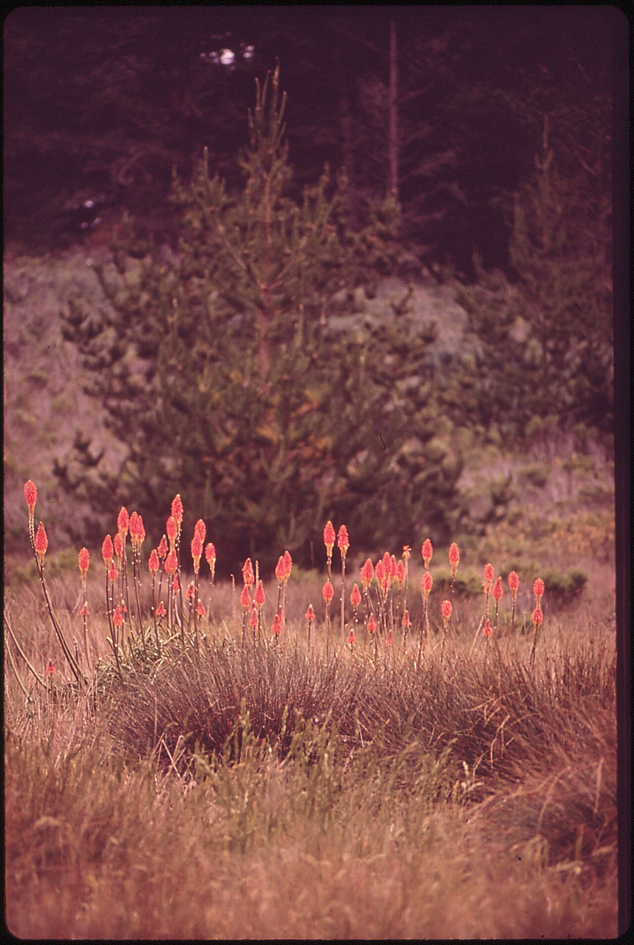 Big Basin Redwoods State Park wilderness area