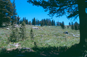 Mokelumne Wilderness wilderness area