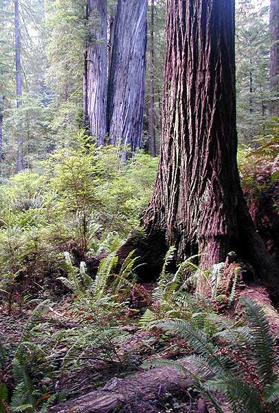 Redwood National and State Parks wilderness area